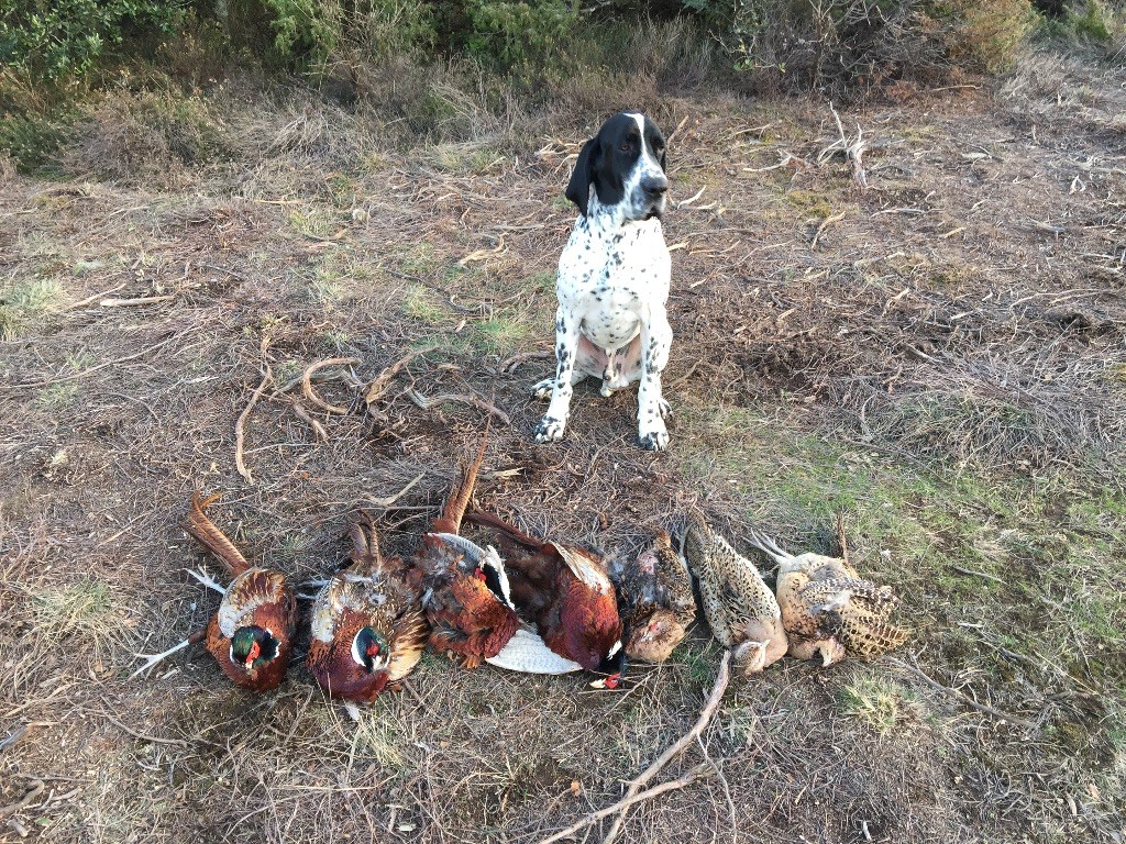 du Ruisseau des Neguo Fedos - chasse au poussarou